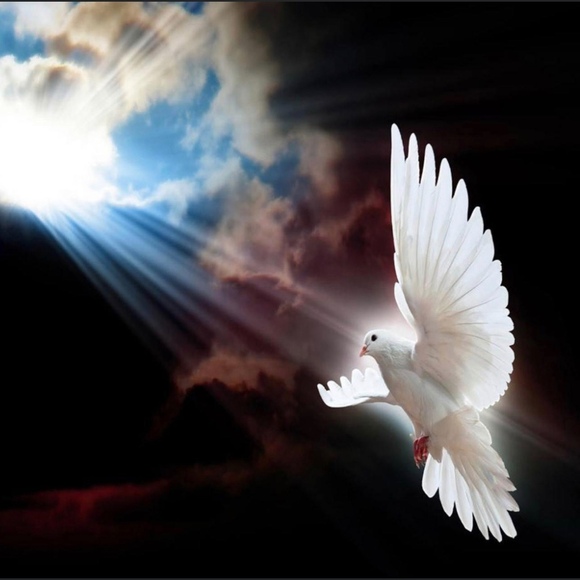 whitedovesfly